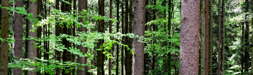 Markdorfer Wald | Bild: H. Frenzel